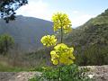 delphi-01