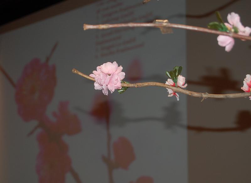 DSC_0086.JPG